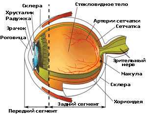 Анатомия заднего отрезка глаза