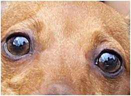 как определить катаракту глаз у собаки