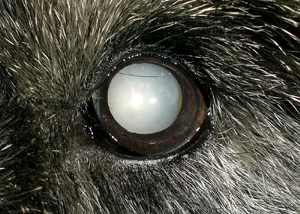 как вылечить катаракту глаза у собаки