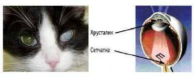 катаракта глаза у кошки