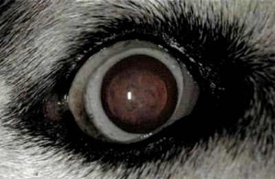 катаракта глаза у собаки