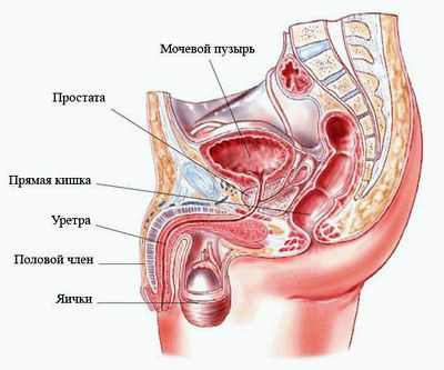 катаракта у молодых собак причины