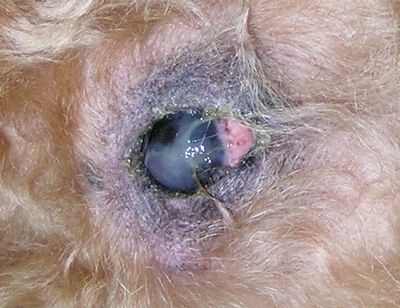 наследственная катаракта у собак