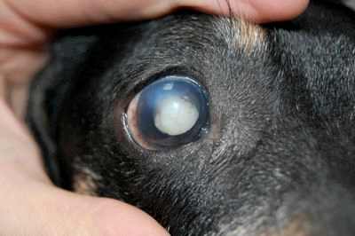 последствия катаракты у собак