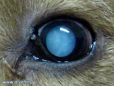 развитие катаракты у собак