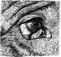 Диск зрительного нерва и зрительные функции. Дистрофии роговицы. Дистрофия век.