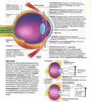 Аккомодация. Аккомодация в норме и ее изменение под воздействием различных факторов. Аккомодация глаза.