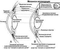 Зрение человека. Зрение, очки и контактные линзы Соломон Г., Цинн У. Зрение. Большая советская энциклопедия.