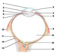 Зрение. Схема строения глазного яблока, слезный аппарат, мышцы глаза. Зрения органы. Большая советская энциклопедия. Зрительные иллюзии.