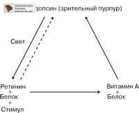 Физиологический нистагм и его виды. Физиология век. Физиология зрения.