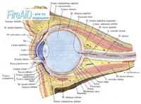Классификационные признаки некоторых заболеваний и повреждений органа зрения. Классификация глаукомы. Классификация опухолей хориоидеи.