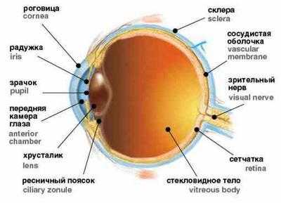 Глаз человека. Строение глаза человека