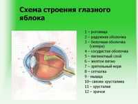 Анатомия головного мозга. Анатомия и физиология сетчатки. Анатомия органа зрения Дородонова Оля.