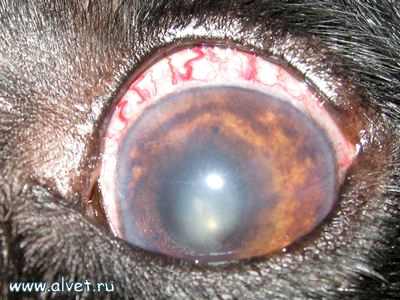 как определить катаракту глаз у собаки