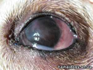 сколько стоит удаление катаракты у собак