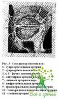 Аналоги нуклеотидов. Анатомия век. Эмбриогенез. Анатомия глаза Клинические изображения.