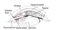 Внутренняя полость глазного яблока. Внутриглазное давление. Внутрицитоплазматические включения.